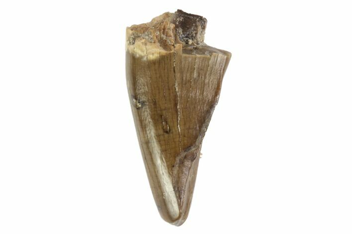 Tyrannosaur Premax Tooth - Judith River Formation, Montana #93719